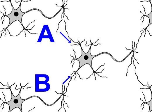 Нейрон принимает сигналы от двух других нейронов