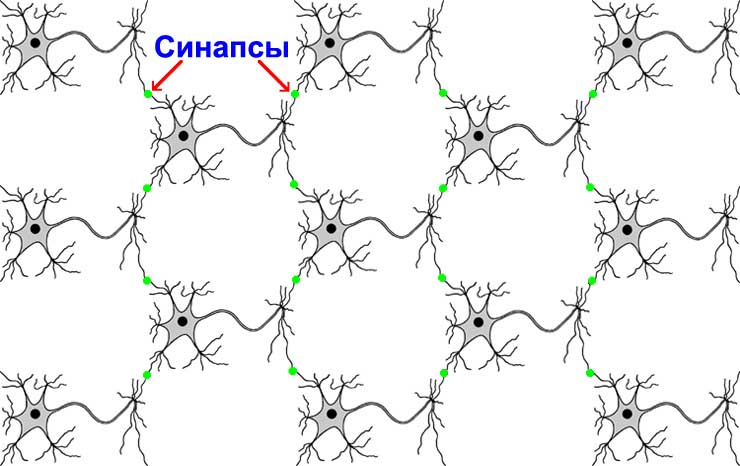Нейроны, связанные синапсами в нейросеть